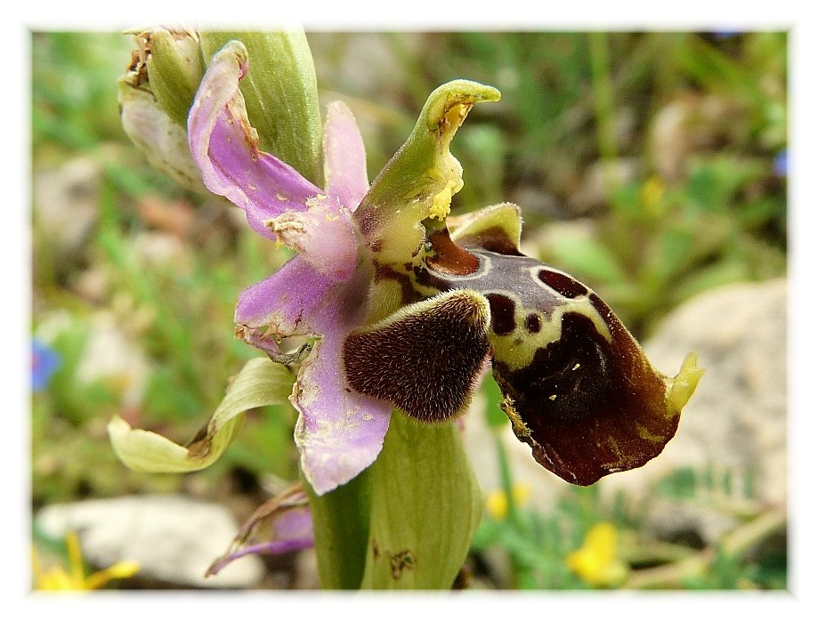 Ophrys apulica